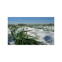 Озима пшениця (Краснодарська 99)